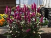 Celosia ‘Asian Garden’