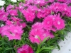 Dianthus ‘Supra Pink F1’