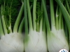 Fennel ‘Antares F1’
