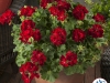 Geranium ‘Calliope® Medium Dark Red’