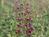 Penstemon ‘Twizzle Purple F1’