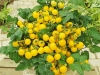 Tomato ‘Patio Choice Yellow F1’