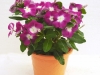 Vinca ‘Mega Bloom Orchid Halo F1’ and ‘Mega Bloom Pink Halo F1’