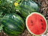 Watermelon ‘Mini Love F1’