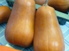 Winter Squash ‘Honeybaby F1’