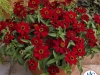 Zinnia ‘Profusion Red’