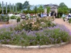 rose-garden
