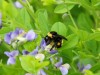 bumblebee by LW