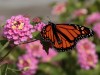 monarch butterfly by RB