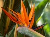 bird of paradise flower by RB