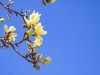 yellow magnolia by LW