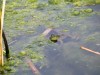 frog in Lake Helen by LW