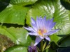 water lily by LW