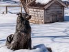 Old Shep statue in stone by RB