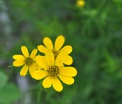 close up of a yellow flower