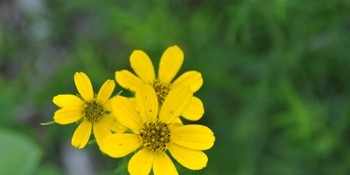 close up of a yellow flower