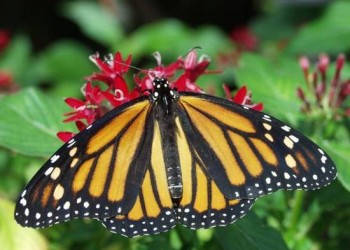 close up of a butterfly with orange and black stipes