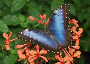 close up Blue Morpho Butterfly with blue wings with black edges on a pink flower