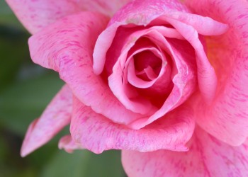 outdoor in summer at Reiman Gardens Dr. Griffith Buck Rose