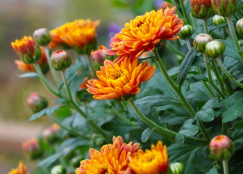 Chrysanthemum Fall Autumnn