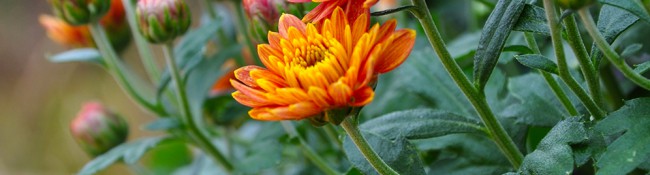 Chrysanthemum Fall Autumnn
