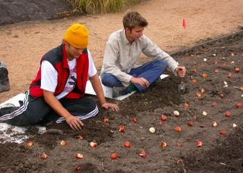 Iowa State University students bulb planting in fall outside at Reiman Gardens