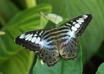 Blue Clipper butterfly