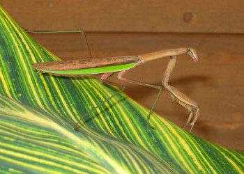 close up of a brown praying mantis with green leaves behind it