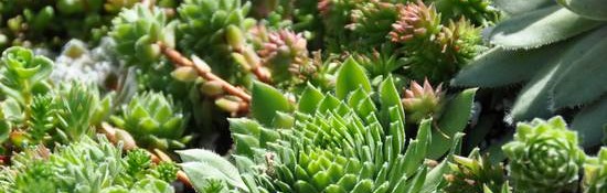 container garden