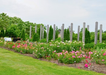 Buck Rose Collection at Reiman Gardens with a collection of buck rosees in planting beds
