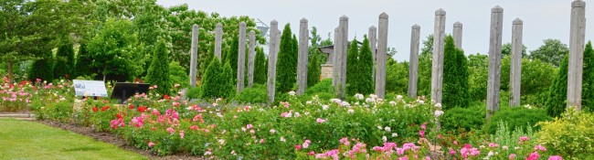 Buck Rose Collection at Reiman Gardens with a collection of buck rosees in planting beds
