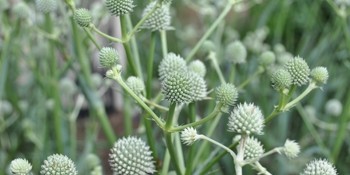 close up of a white plant with green leaves
