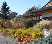 Town & Country Garden outdoors in fall with grasses and plantings and a building