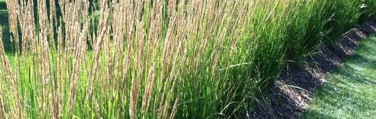 ornamental grasses