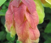 close up of a red flower with green leaves