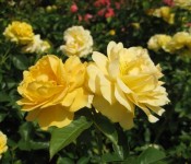 Julia Child rose
