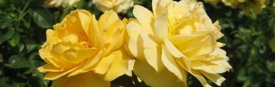 Julia Child rose