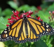 Monarch Butterfly
