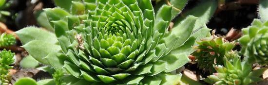 close up of a green succulent
