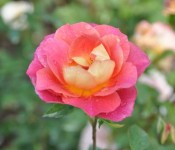 close up of a buck rose with pink and yellow colors