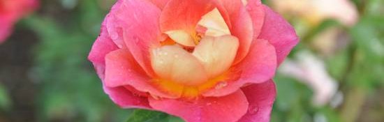 close up of a buck rose with pink and yellow colors