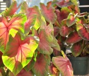 close up of plant with red and green leaves