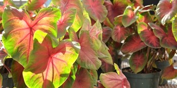 close up of plant with red and green leaves
