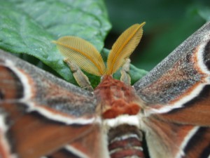 Attacus atlas 7530 Moth Entomology