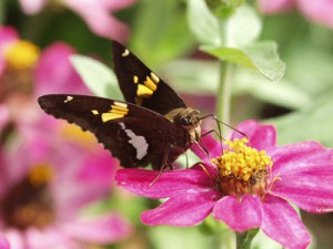 Epargyreus_clarus_1213_Butterfly_400px