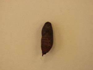 Epargyreus_clarus_1366_pupa_400px