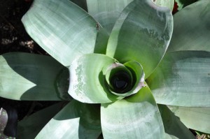 Alcantarea imperialis 084