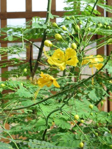 Caesalpinia pulcherrima 'Flava' 008
