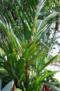 Cyrostachys renda 025