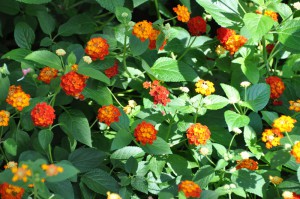 Lantana camara 054